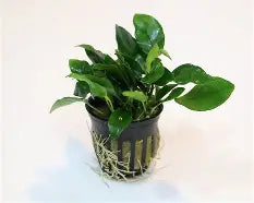 Anubius Nana Narrow Leaf Potted