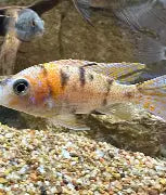 Cichlid Peacock OB 2in