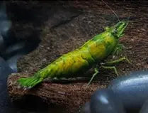Shrimp Hulk Orange FW
