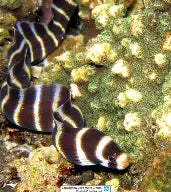 Barred Moray Eel