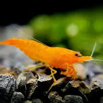 Orange Shrimp