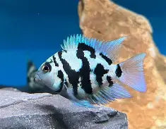 Polar Blue Parrot Convit Cichlid Reg