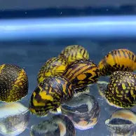 Batlik Nerite Snail