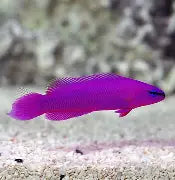 Orchid Dottyback