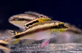 Cichlid Kribensis Md.