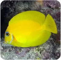 Yellow Mimic Tang Sm