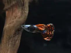 Elephant Ear Guppy Mixed
