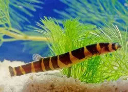 Loach Kuhlii Md.