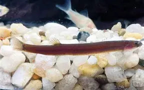Loach Kuhlii Indian Reg
