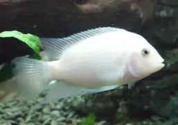 Platinum Convict Cichlid Lg