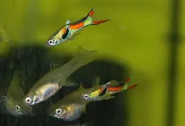 Endler Guppy