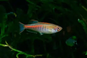 Danio Glolite Reg