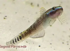Elegant Stiphodon Goby Male Reg