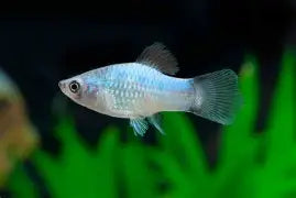 Blue Butterfly Crescent Platy Med