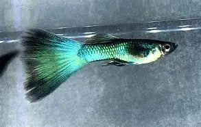 Green Moscow Guppy