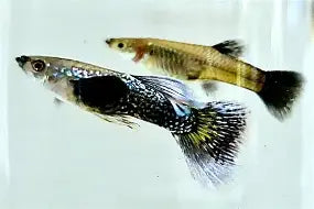 Blue Dragon Dumbo Guppy Pair