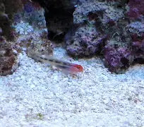Red Head Goby Sm Tank Raised