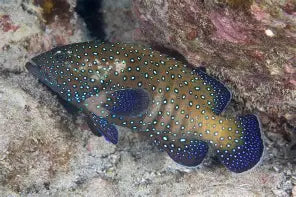 Spotted Grouper Med