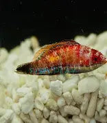 Social Fairy Wrasse