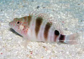 Red Spotted Hawkfish