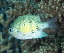 Staghorn Damsel