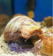 Strawberry Conch