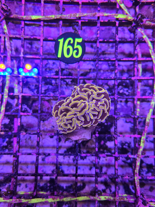 Aussie Orange Hammer