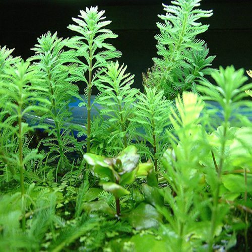 Plant Parrot's Feather