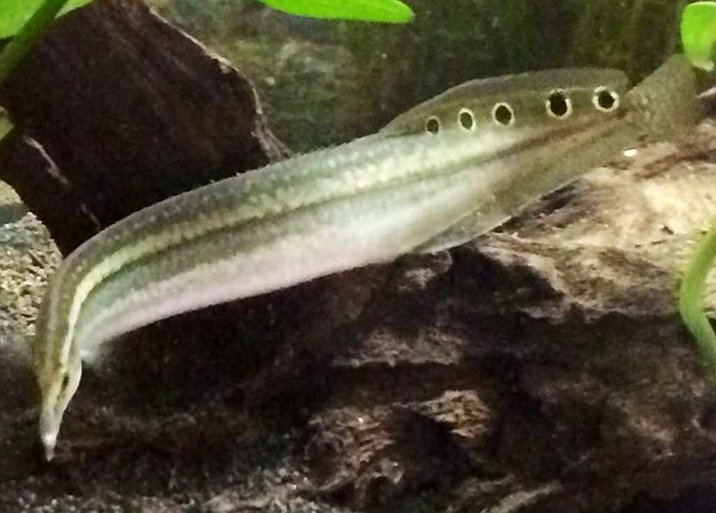 Indian Peacock Eel 5-6"