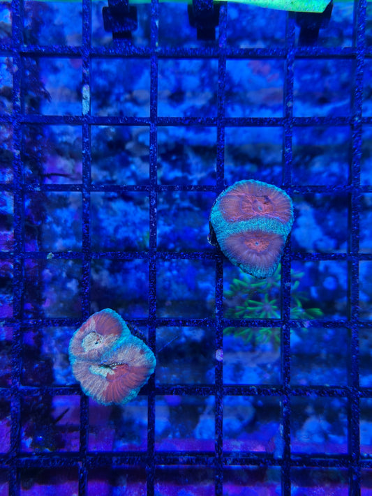 Pink/Green Favia