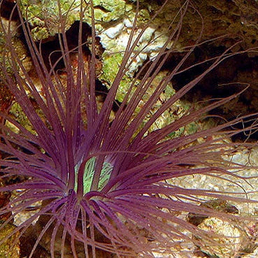 Anemone Purple Tube