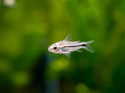 Pygmy Cory Cat Reg