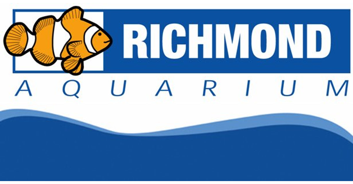 Ruby Head Fairy Wrasse – Richmond Aquarium