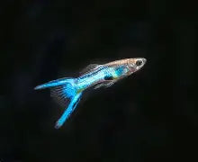 Guppy Endlers Royal Blue