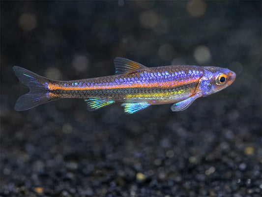 Rainbow Shiner Reg