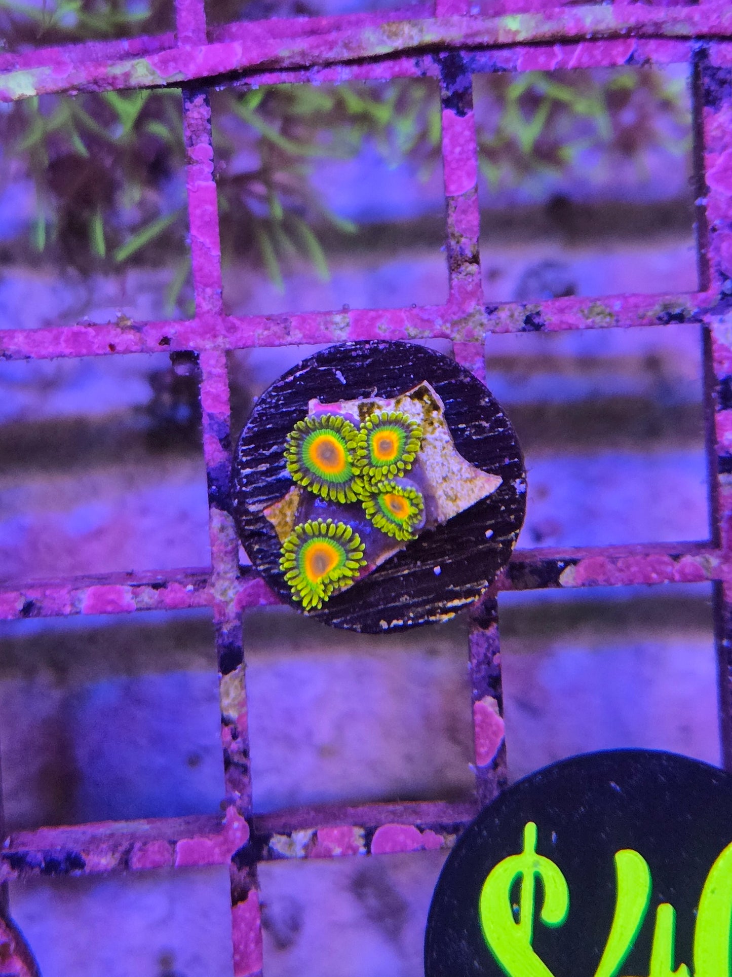 Rasta Zoanthid Frag