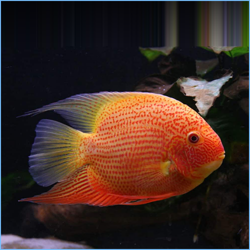 Severum Super Red Cichlid 2.5in