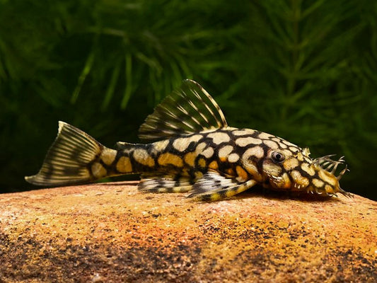 Rio Itenez Bristlenose Pleco L-519 1.5"