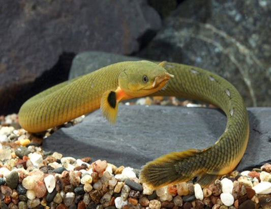 Ropefish Reg