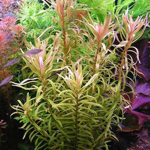 Plant Rotala Indica