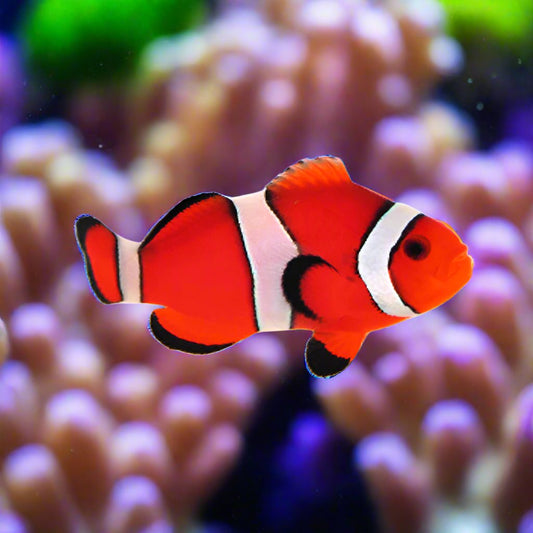 Clownfish Orange Blaze Lg