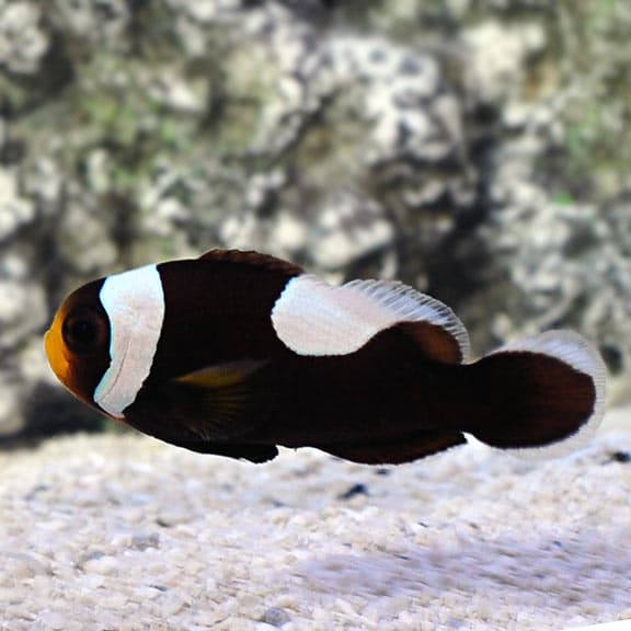 Brown Saddleback Clownfish