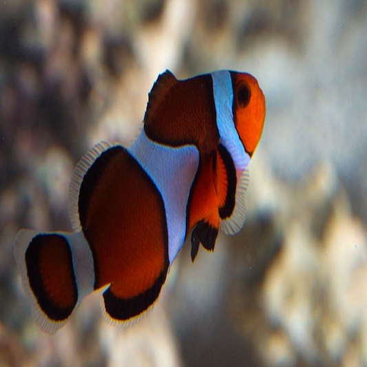 Percula True Misbar Lg