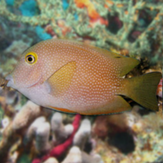 Spotted Yellow Eye Tang I.O. Med