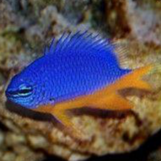 Kupang Damsel (Hemicyanea)