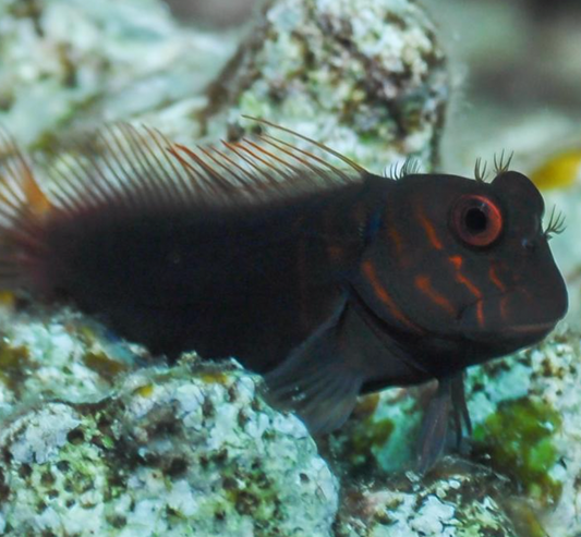 Chestnut Eyelash Blenny Med