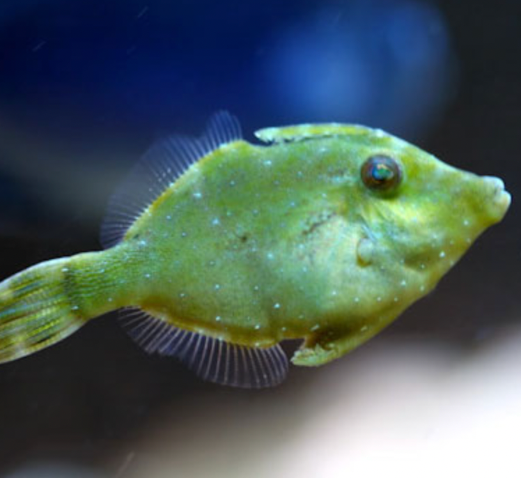 Filefish Green Filefish (Eats Majanos) – Richmond Aquarium