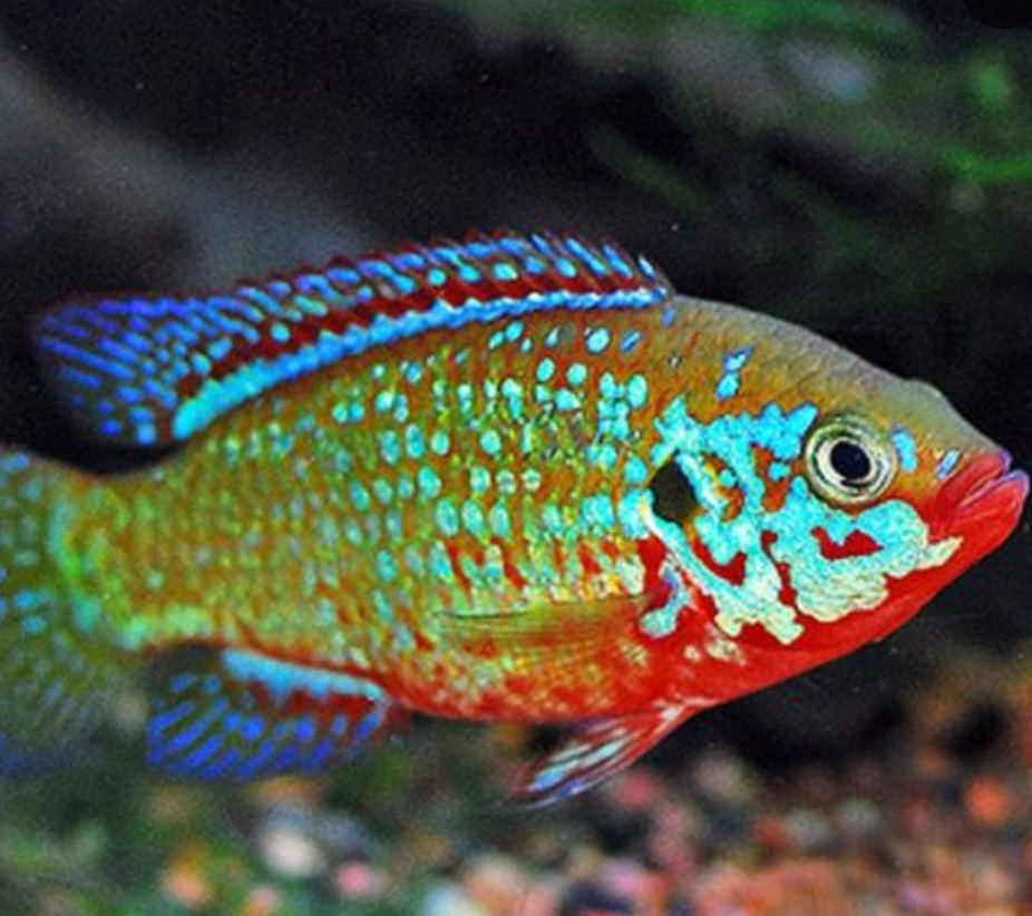 Turquoise Jewel Cichlid Reg