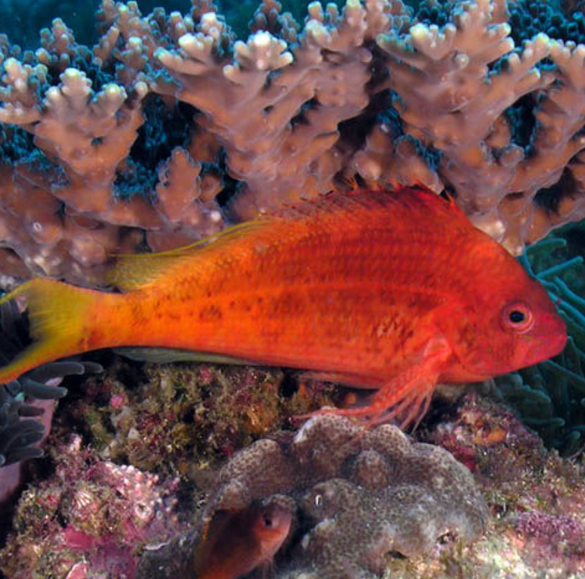 Red Hawkfish Lyretail Sm – Richmond Aquarium