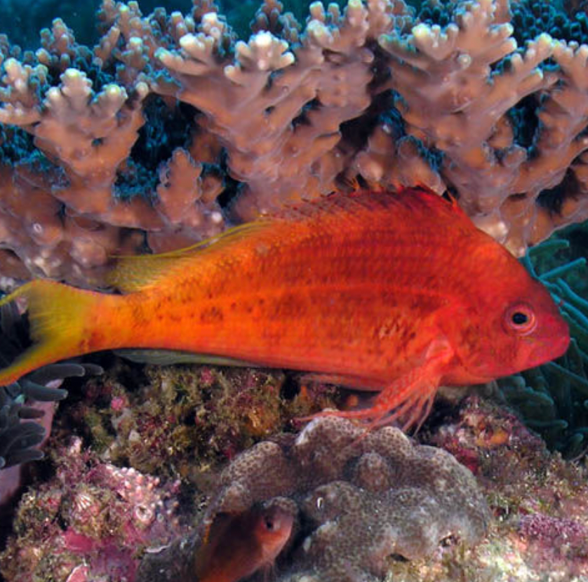 Red Hawkfish Lyretail Sm